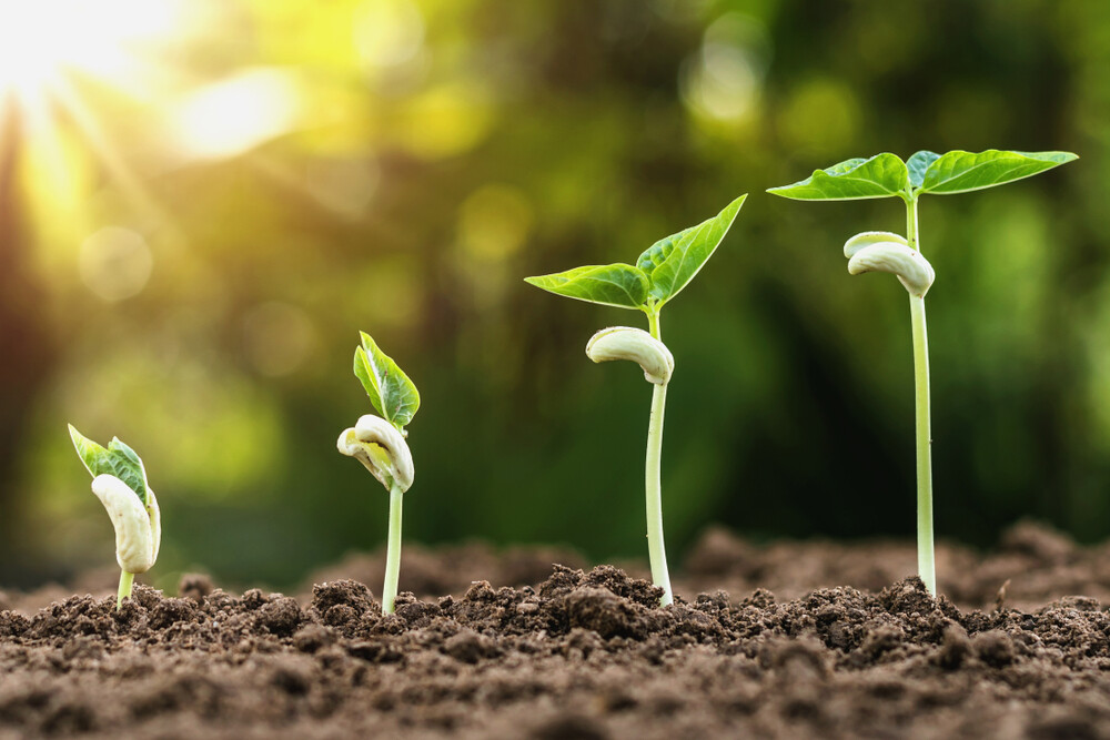 Growing - How To Grow Trees Growing an Accessories Brand Through Storytelling